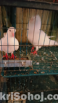 ১জোড়া সাদা কিং কবুতর